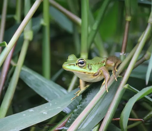 A green frog perched on grass, representing the vulnerability of tree frogs to various threats.