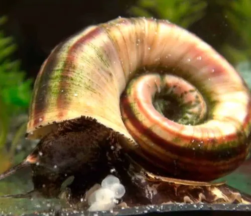 A Ramshorn Snail in an aquarium with water.