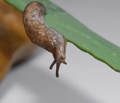 A "Gray Garden Slug" slowly crawls along a green leaf.