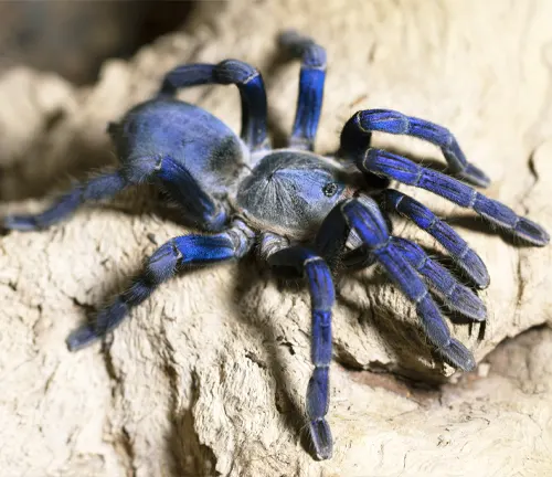 A Cobalt Blue Tarantula perched on a rock, showcasing its vibrant blue coloration.