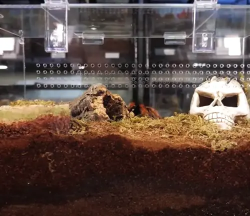 A skull and skeleton displayed in a glass case, part of the "Curly Hair Tarantula" enclosure setup.