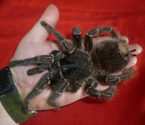 A person gently holds a large spider, the "Salmon Pink Birdeater Tarantula", on their hand.