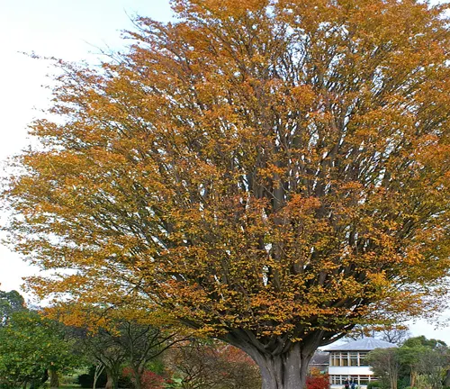 Full tree with orange and yellow autumn leaves against a park backdrop
