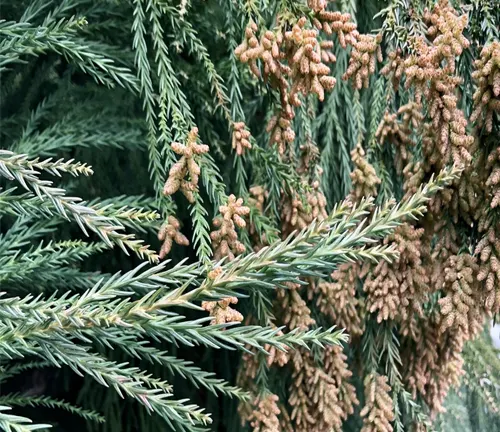 Conifer branches with needles and brown cones.