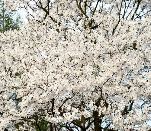 Dense canopy of a white cherry blossom tree in full bloom.