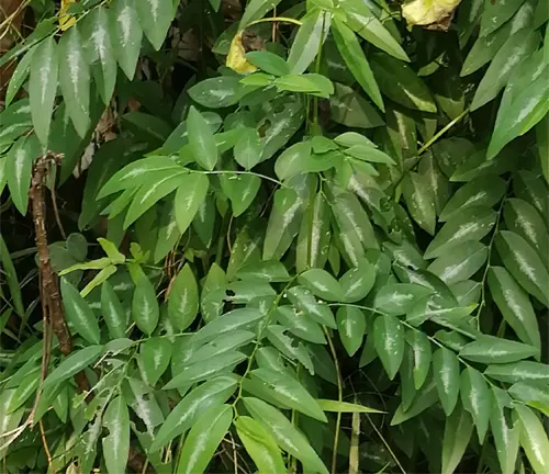Dense green lanceolate leaves of a shrub or tree