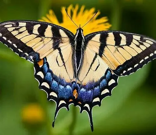 Papilio antimachus
(African Giant Swallowtail)