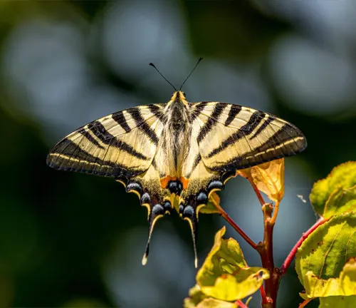 Reproduction of an Eastern Tiger Swallowtail butterfly perched on a flower, showcasing its vibrant yellow and black wings.