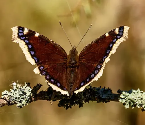 A Mourning Cloak Butterfly, brown with blue spots, perched on a branch.