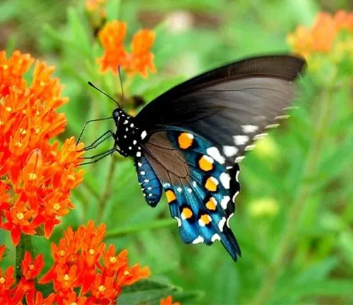 "Black Swallowtail Butterfly pollinating a flower."

