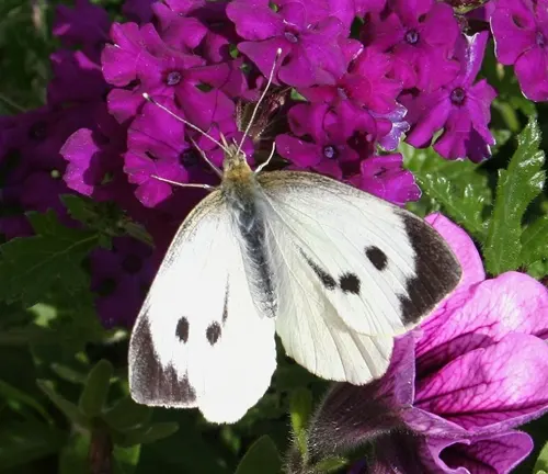 A white butterfly perched on purple flowers, host plants for the Large White Butterfly.