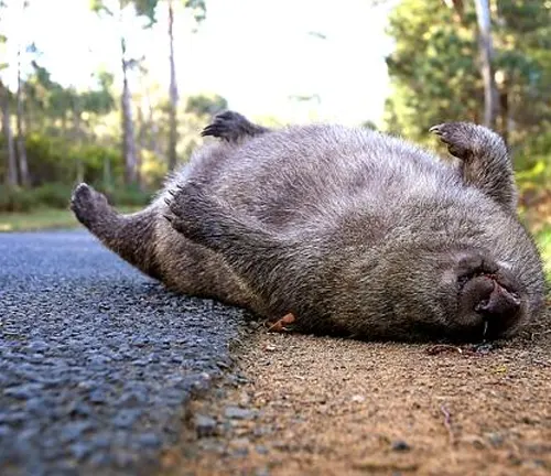 A wombat lying on its back on the road, a victim of human impact.