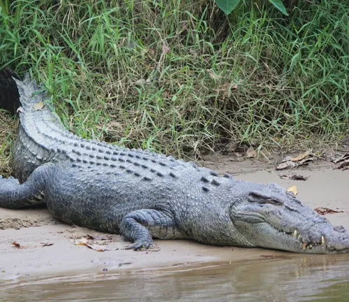 Crocodylus porosus
(Saltwater Crocodile)