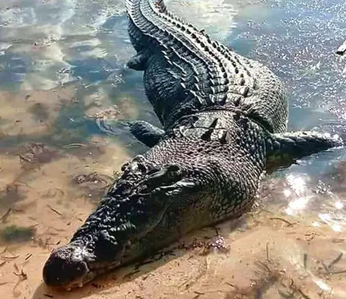 A Nile crocodile fiercely battling with another creature in a violent confrontation.