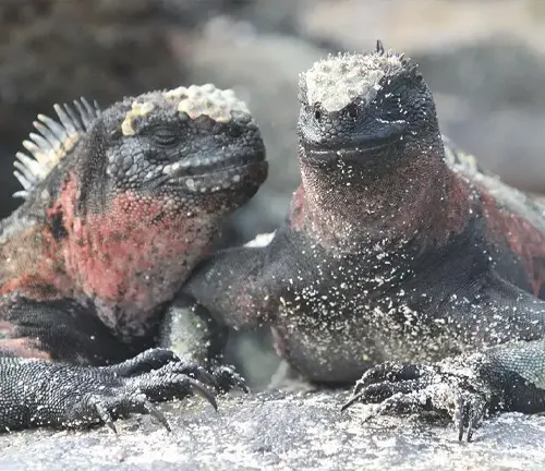 Two marine iguanas perched on a rock, showcasing the unique characteristics of the "Marine Iguana" species.