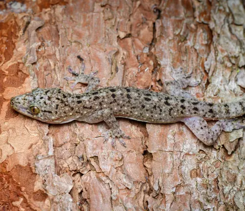 Indo-Pacific Gecko
(Gekko monarchus)