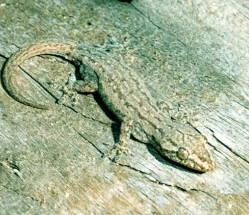 Australian House Gecko
(Gehyra dubia)