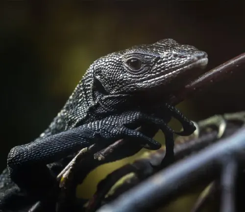 An iguana perched on a branch, showcasing the importance of the species as a "Mangrove Monitor" in the ecosystem.
