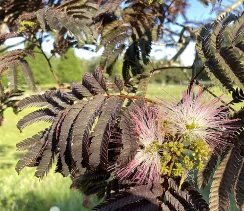 Legumes Tree -Dark purple leaves and pink fluffy flowers of a plant in sunlight with a green backdrop