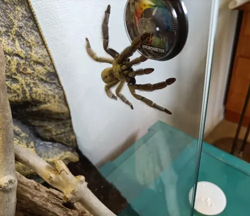 A Trinidad Chevron Tarantula hanging from a glass cage.
