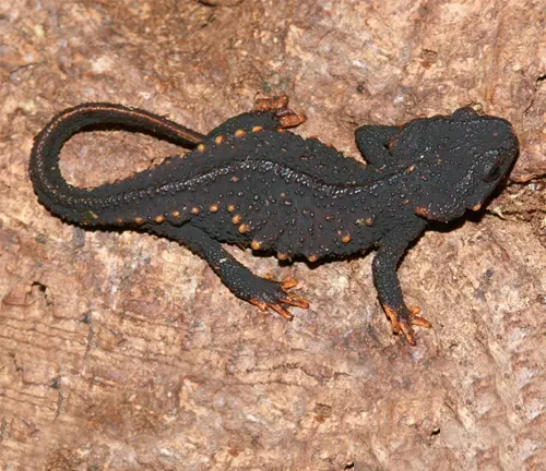 A black Chinese Fire Belly Newt with bright orange toes on a tree bark.