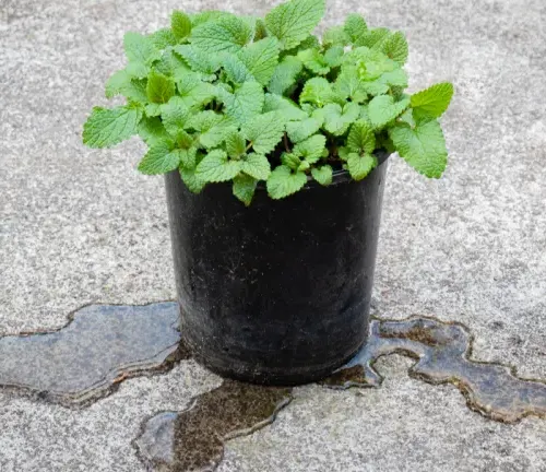 Lemon balm plant in a black pot on a concrete surface