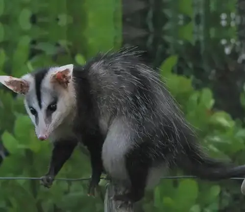 Mexican Opossum
(Didelphis mexicana)