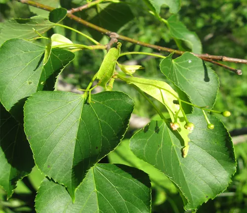 "Close-up of Tilia platyphyllos leaves and fruit, showing the heart-shaped, serrated leaves and hanging green fruit