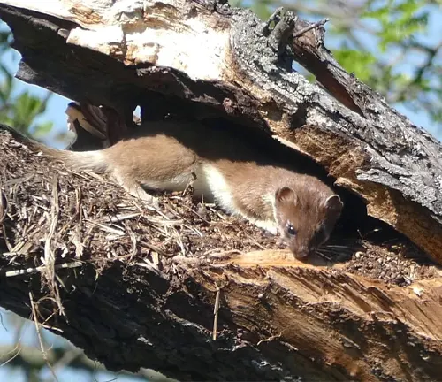 A "Least Weasel" perched on a tree branch, highlighting threats to its population.