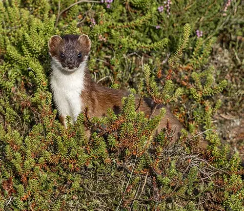 A stoat, also known as a weasel, hiding in the bushes. It plays a crucial role in ecosystems.