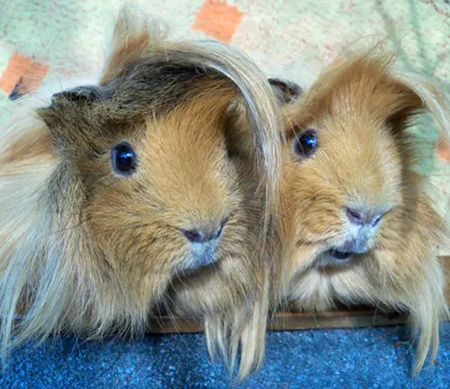A Peruvian Guinea Pig with long hair sitting on a wooden floor.