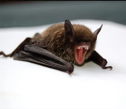  A Kitti's Hog-nosed bat with its mouth open and teeth showing.