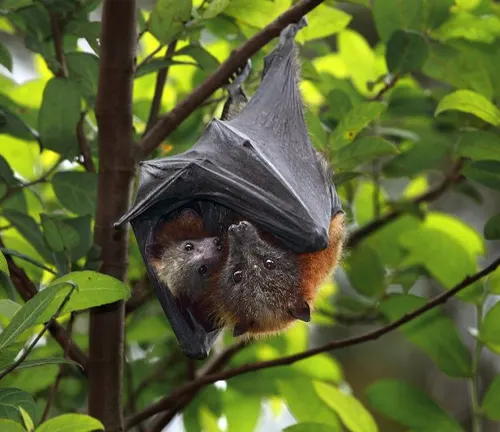 A bat hangs upside down from a tree branch, symbolizing the "Flying Fox" Cultural Significance.