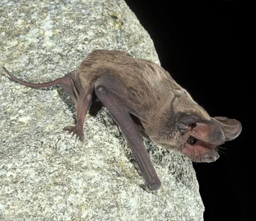 Big Free-tailed Bat
(Tadarida macrotis)