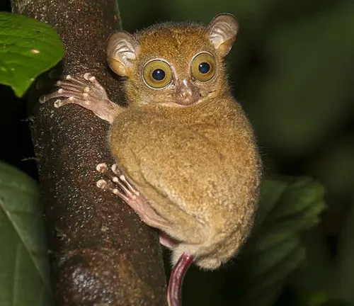 A Western Tarsier monkey, found in the rainforest, caring for its young ones amidst the lush greenery.