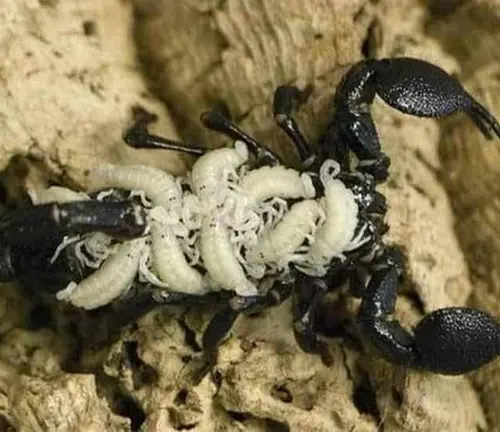 A scorpion with a large white egg on its back, part of the "Emperor Scorpion" Reproduction process.