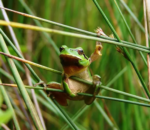 A tree frog perched on a tall grass stem, showcasing the beauty of nature and the vulnerability of tree frogs.