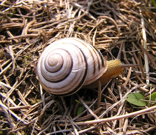 Cepaea vindobonensis
(Vienna woods snail)