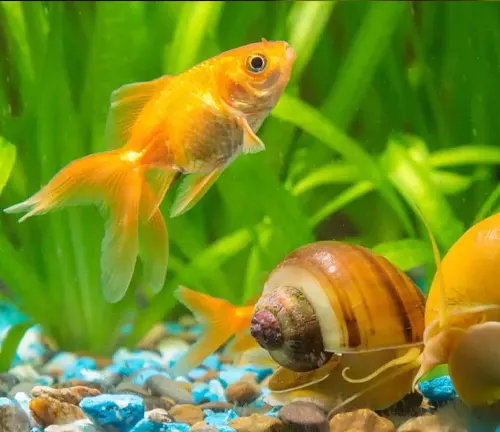 Goldfish and snails coexisting peacefully in a vibrant aquarium, showcasing the beauty of aquatic life.