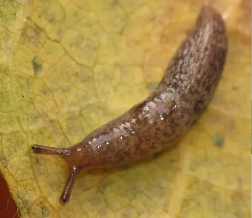 Milky Slug
(Deroceras laeve)
