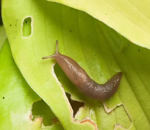 A slug crawling on a leaf. Image related to "Leopard Slug" pest control considerations.