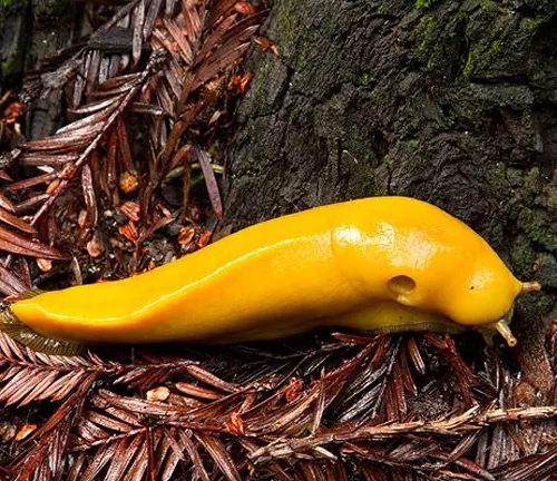 Redwood Banana Slug
(Ariolimax species)