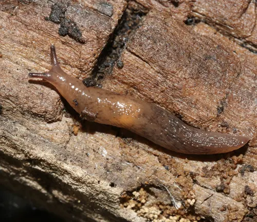 Deroceras invadens
(Spanish Slug)