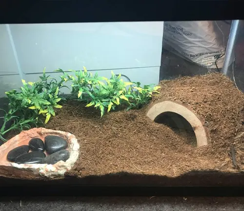 A small aquarium with a rock and a plant, set up for a Curly Hair Tarantula.