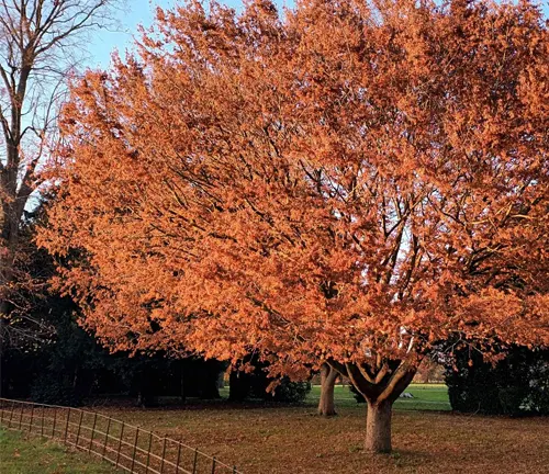 Tree with thick trunk and autumnal orange-red leaves.