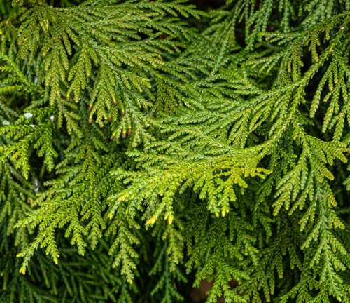 Close-up of dense evergreen conifer foliage.