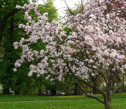 Flowering tree with pink blossoms in a park.
