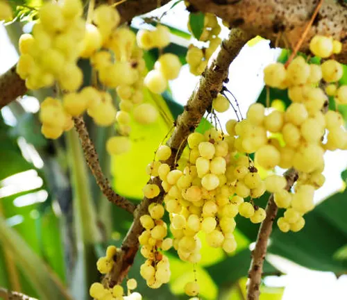 Clusters of yellow gooseberries on a tree branch