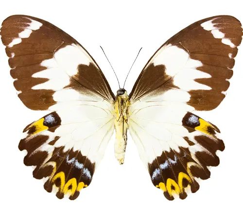 Papilio esperanza
(Esperanza Giant Swallowtail)