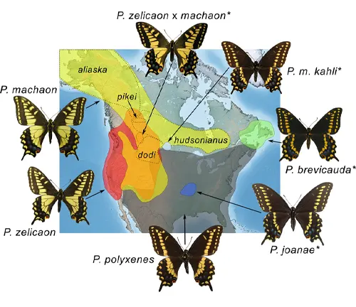 Butterfly species in the Americas, including the Eastern Tiger Swallowtail, known for its migration patterns.